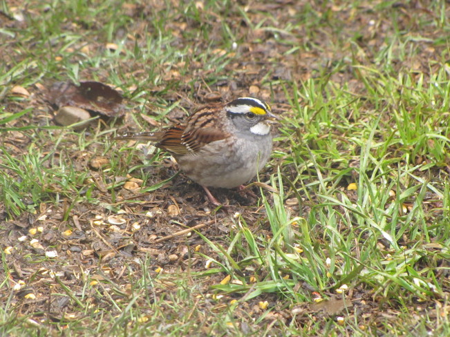 White-throated Sparrow Oxenden, Ontario Canada