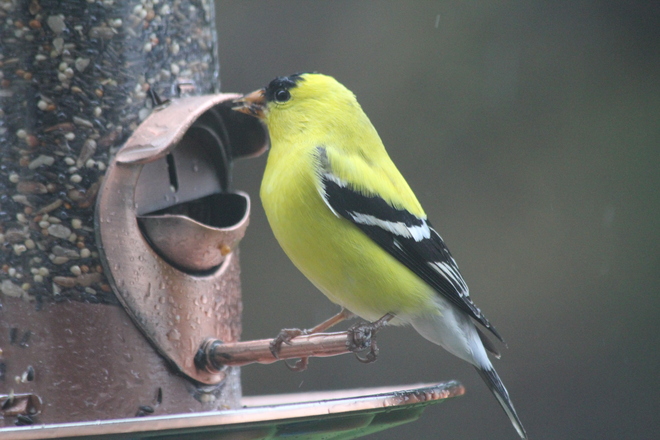 goldfinch enjoying meal in rain Brampton, Ontario Canada
