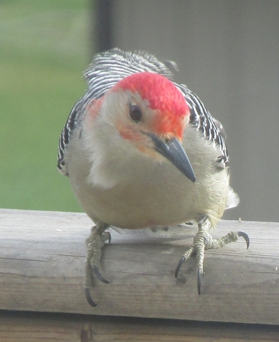 Red-bellied woodpecker 
