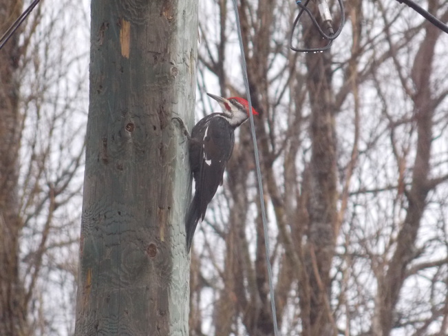 Pileated Woodpecker Fredericton, New Brunswick Canada