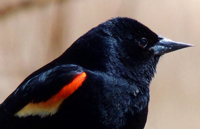 Red Wing Blackbird Brampton, Ontario Canada