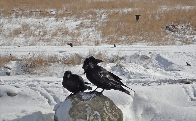 Ravens Calgary, Alberta Canada
