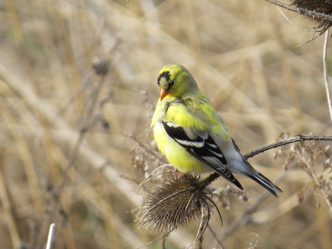 Goldfinch Etobicoke, Ontario Canada