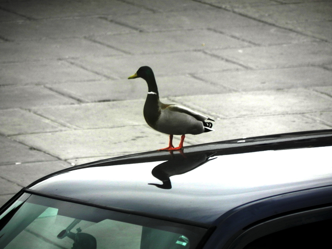 Duck on roof of truck Ottawa, Ontario Canada