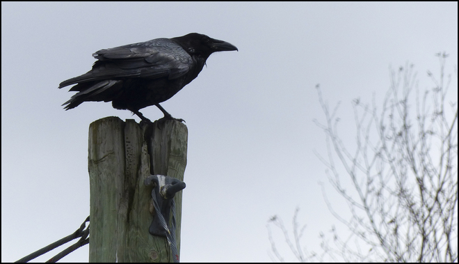Crow on top of pole. Elliot Lake, Ontario Canada