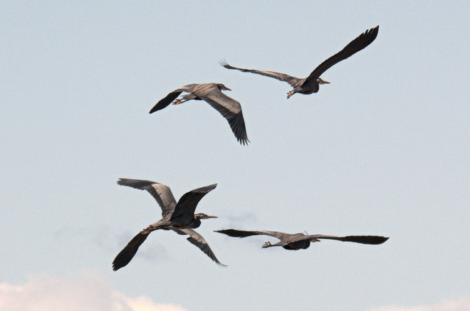 Flock of GB Heron 