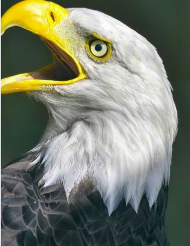Eagle Closeup De Saint-Just, Quebec Canada