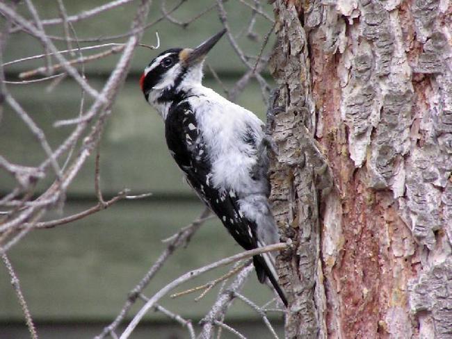 Hairy Woodpecker Banff, Alberta Canada