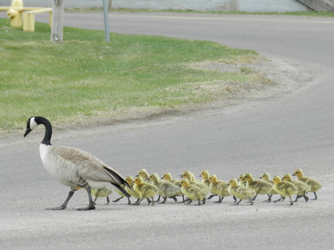 Herding the goslings Bow City, Alberta Canada