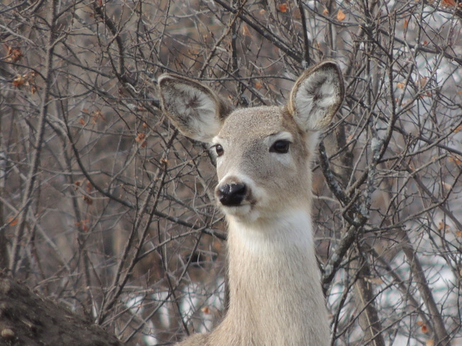 "dear" deer Calgary, Alberta Canada