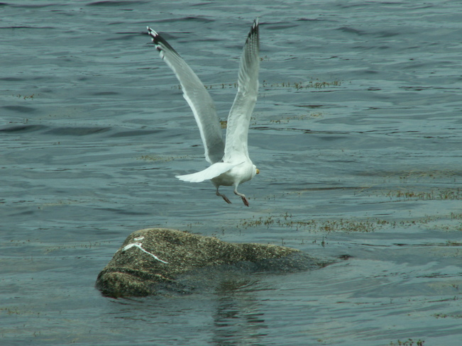 Seagull Shelburne, Nova Scotia Canada