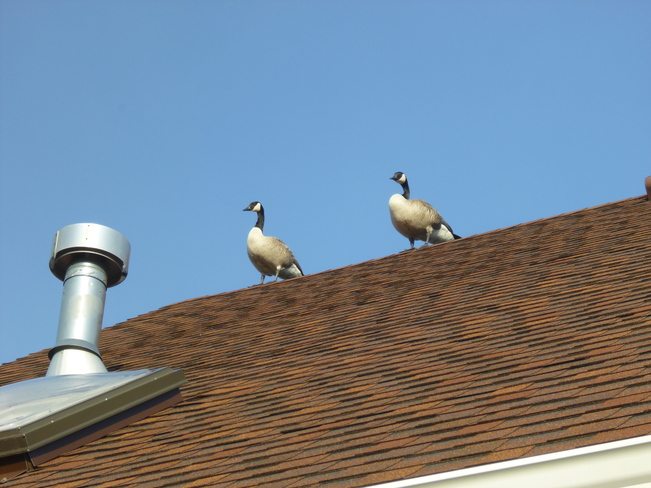 Canada geese on our roof? Tiverton, Ontario Canada