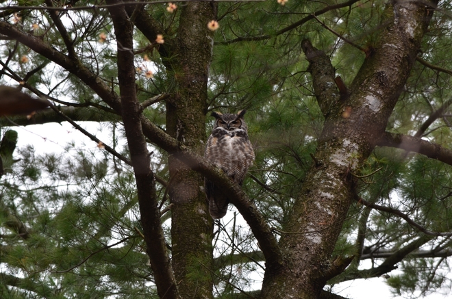 Great Horned Owl Ottawa, Ontario Canada