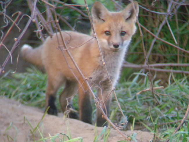 Young Fox Jarvis, Ontario Canada