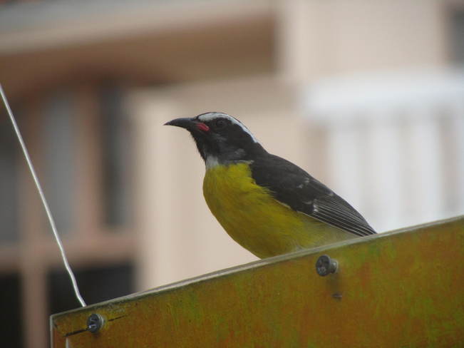 Bird in Aruba Oranjestad, Aruba