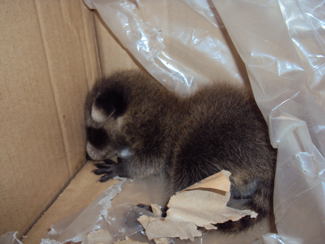 Baby Racoon'hiding in a box Aylmer, Ontario Canada