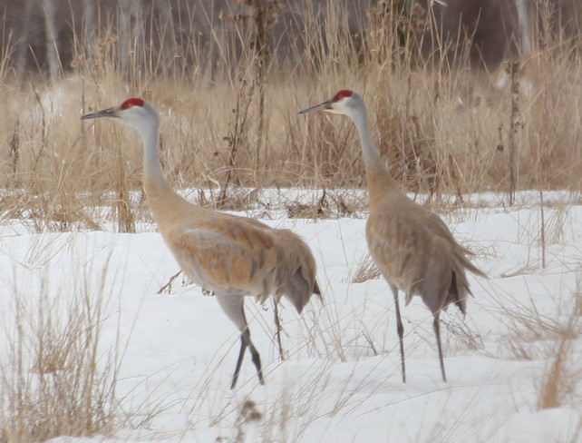 Sandhill Cranes in the snow Dorion, Ontario Canada