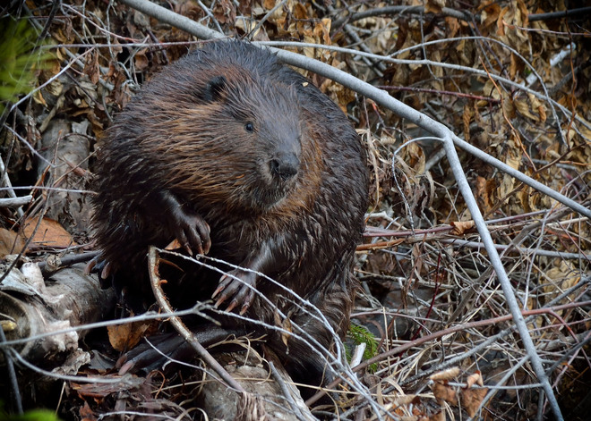 Beaver about Kapuskasing, Ontario Canada