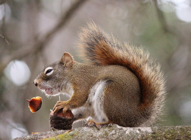 Squirrel and pine cone treat 