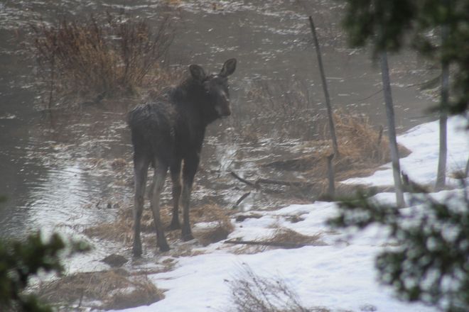 Young Moose Temiskaming Shores, Ontario Canada