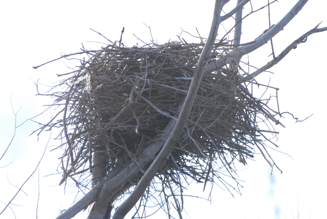 eagle in nest Owen Sound, Ontario Canada