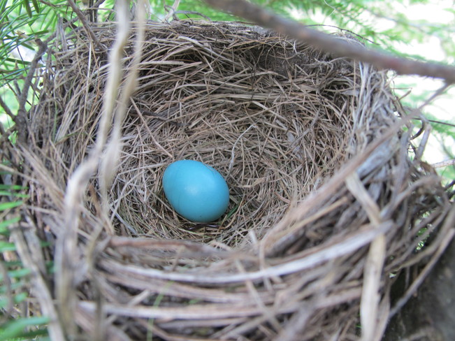 robin nest Owen Sound, Ontario Canada