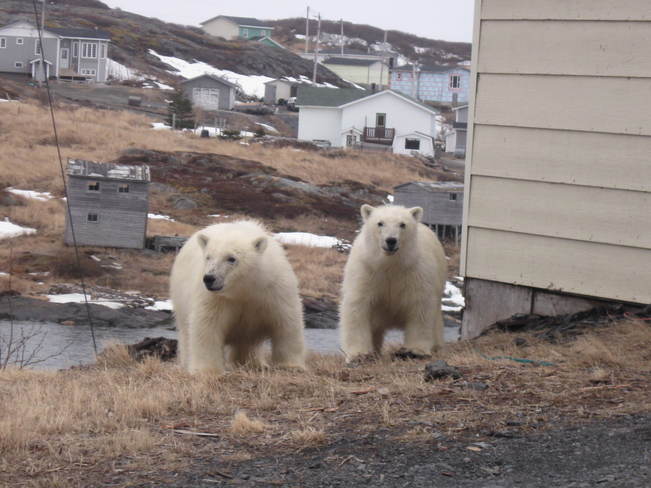 Two Young Polar Bears (in St. Lunaire-Griquet, NL) Saint Andrews (not available), New Brunswick Canada