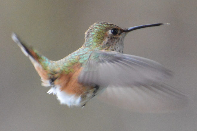 Hummingbird Flying 
