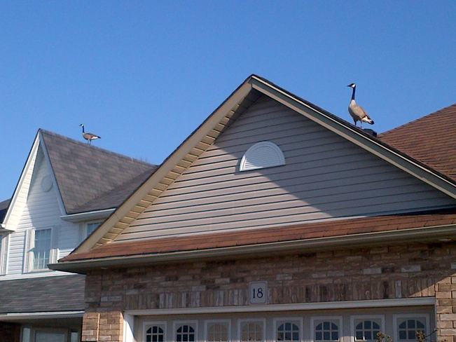 Spring roof inspection Guelph, Ontario Canada