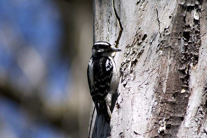 Downy Woodpecker London, Ontario Canada
