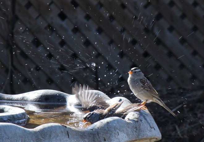 Splish splash at the bird bath. 