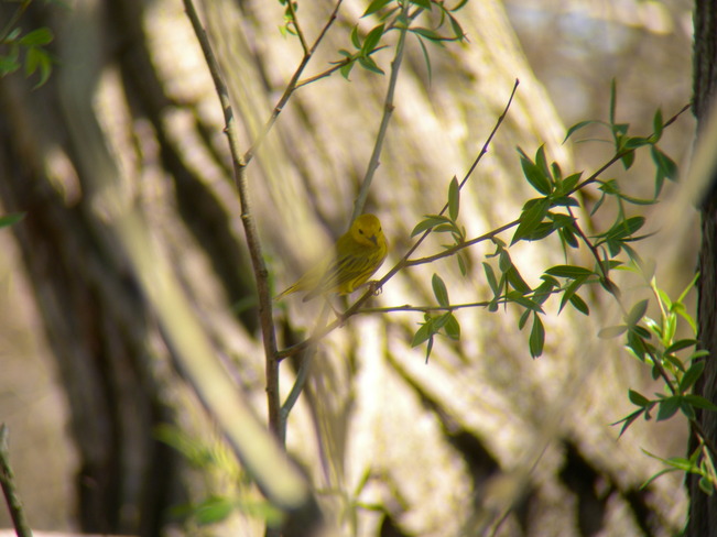 Yellow Warbler Jarvis, Ontario Canada