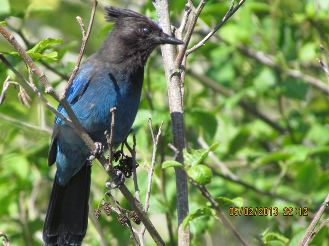 Bluy Jay 
