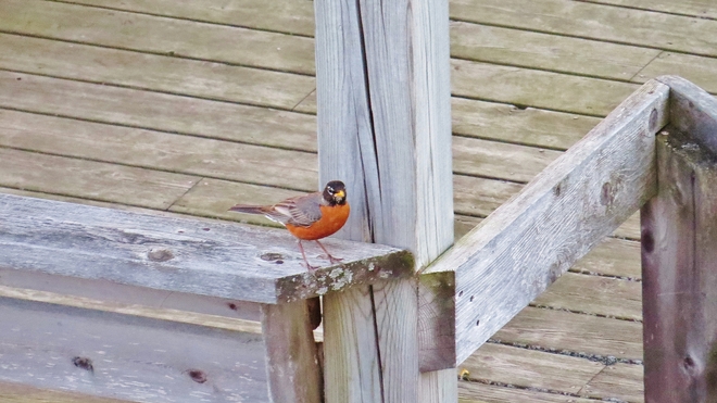 Robin taking a break from singing his song. North Bay, Ontario Canada