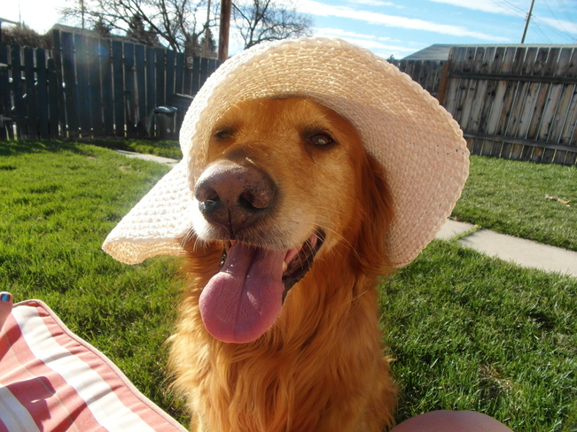 my dog wearing protection from the sun Calahoo, Alberta Canada