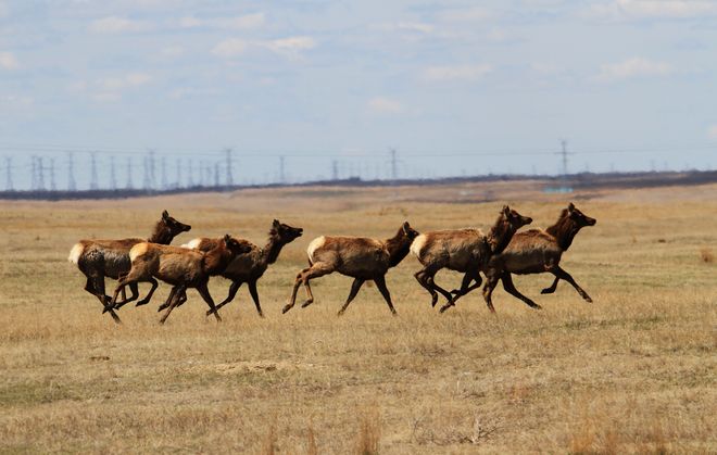 prairie elk herd Brooks, Alberta Canada