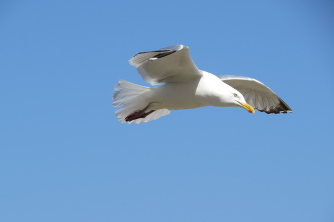 Herring Gull in Flight Chester, Nova Scotia Canada