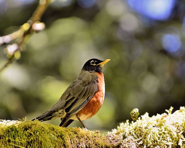 Robin on a mossy branch Vancouver, British Columbia Canada