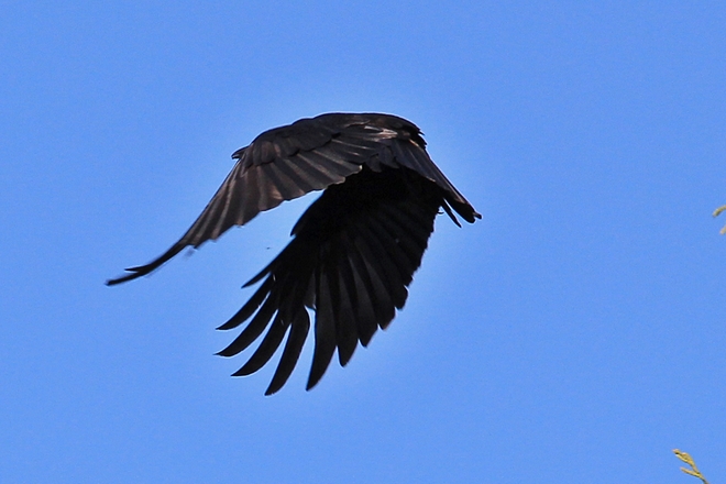 Crow in flight Surrey, British Columbia Canada