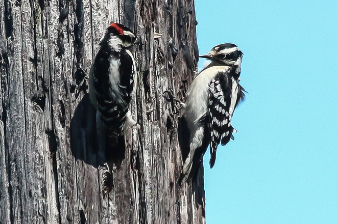 Male@Female Downy Woodpeckers Wheatley, Ontario Canada