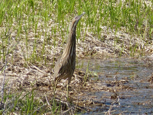 What kind of Heron is this? Ottawa, Ontario Canada