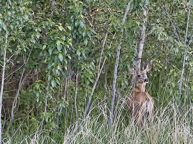 Deer Prince Albert, Saskatchewan Canada
