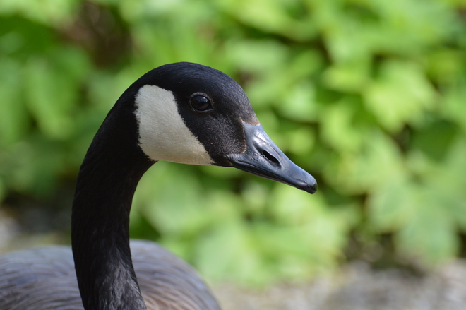 Goose Close Up Delta, British Columbia Canada