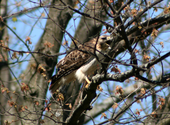 Hawk visits yard Beamsville, Ontario Canada