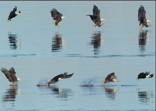 How and eagle catches a fish - Sequence Vancouver, British Columbia Canada