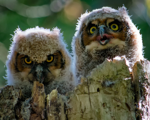 Great horned owl chicks Ottawa, Ontario Canada