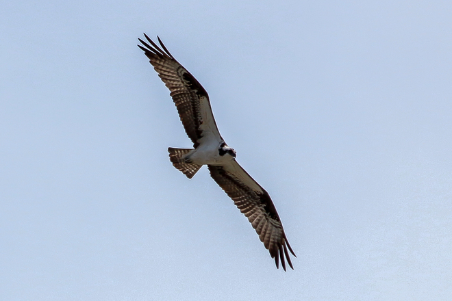 Osprey in Flight Wheatley, Ontario Canada