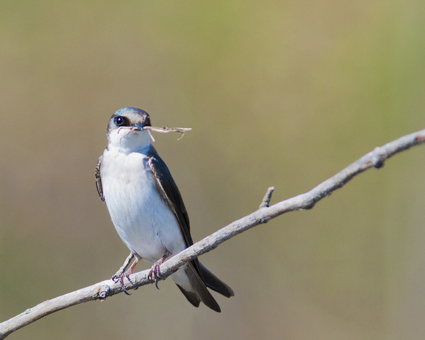 Tree Swallow bringing in nesting material 