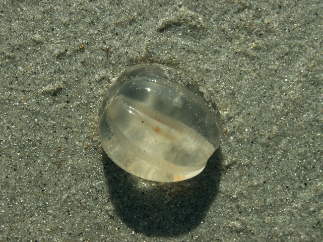 Jellyfish egg Shelburne, Nova Scotia Canada