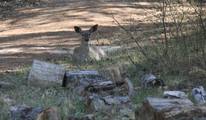 Deer having a rest Petawawa, Ontario Canada
